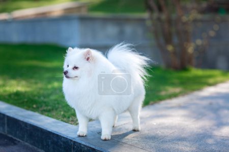 Photo for White dog spitz on the walk. - Royalty Free Image