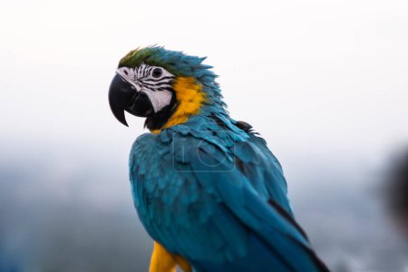 Téléchargez les photos : Perroquet dans le zoo - en image libre de droit