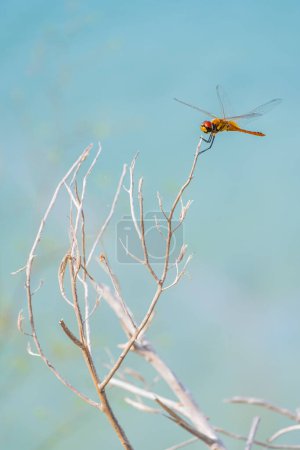 Photo for Dragonfly on the branches - Royalty Free Image