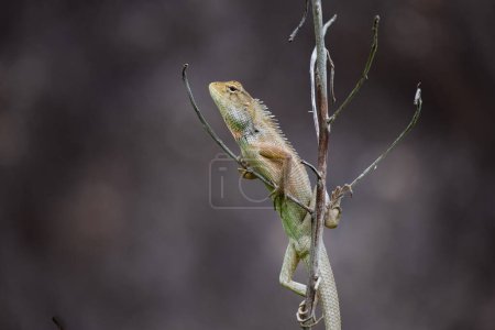 Photo for Lizard on the tree branch - Royalty Free Image