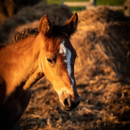 Téléchargez les photos : Poulain cheval islandais dans la lumière du soleil du soir regardant dans la caméra - en image libre de droit