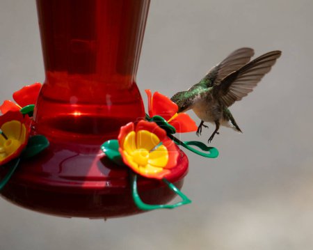 Photo for Hummingbird Hovers While Feeding - Royalty Free Image