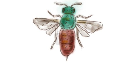 Téléchargez les photos : Ruby Tailed Wasp Dessin - en image libre de droit