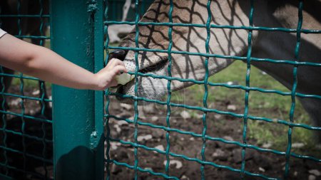 Foto de Un niño cariñoso alimenta a un animal, fauna silvestre, alimenta a un animal en un safari, de cerca. - Imagen libre de derechos