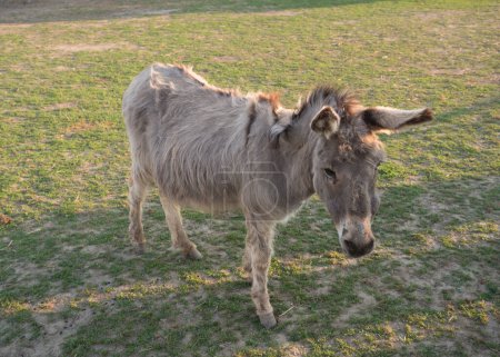 Foto de Retrato de burro joven peludo gris beige en la luz de la hora dorada de la tarde sobre el fondo de hierba verde exuberante pasto - Imagen libre de derechos
