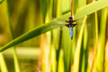Photo for Broad-bodied chaser sitting on a leaf of a cattail - Royalty Free Image