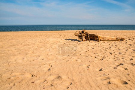 Téléchargez les photos : "Bois flotté sur une plage de la mer Baltique - en image libre de droit