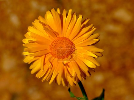Photo for Calendula, medicinal plant  flower - Royalty Free Image