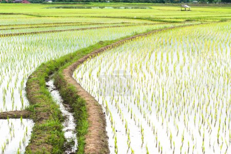 Photo for Terrace rice fields in Mae Chaem District Chiang Mai, Thailand - Royalty Free Image