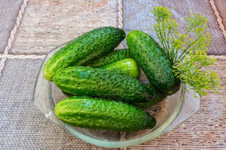 Photo for "Ripe cucumbers recently picked from the garden and placed in a plate on the table" - Royalty Free Image