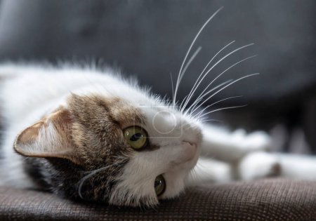 Foto de Hermoso gato tabby se encuentra en su espalda - Imagen libre de derechos