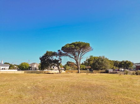 Téléchargez les photos : Arbre géant africain dans le parc, Cape Town, Afrique du Sud. - en image libre de droit