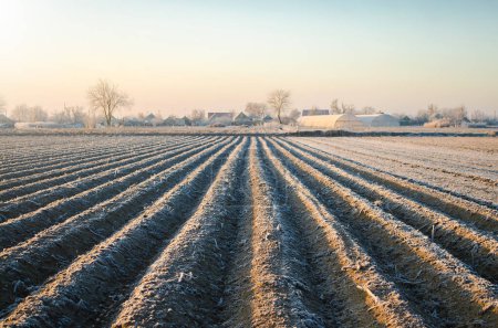 Photo for Winter farm field ready for new planting season. Agriculture and agribusiness. Choosing right time for sow fields plant seeds, protection from spring frosts. Preparatory agricultural work for spring. - Royalty Free Image