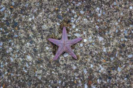 Photo for Starfish caught in Yokosuka City, Kanagawa Prefecture, Japan - Royalty Free Image