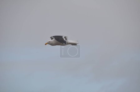 Téléchargez les photos : "Une seule mouette blanche et grise en vol" - en image libre de droit