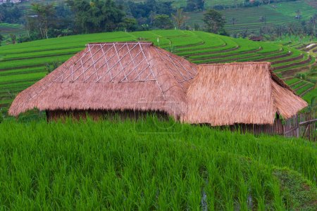 Téléchargez les photos : Cabane de chaume dans le riz Paddy - en image libre de droit