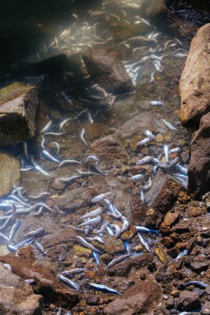 Téléchargez les photos : Sardines mortes dans l'eau - en image libre de droit