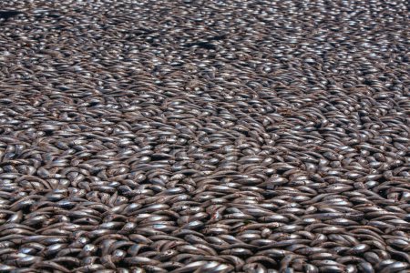 Téléchargez les photos : Sardines mortes comme arrière-plan - en image libre de droit