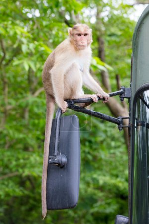 Téléchargez les photos : Monkeys at Kanheri Caves in Mumbai India - en image libre de droit