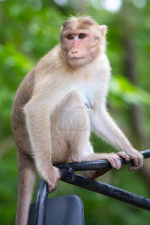 Téléchargez les photos : Monkeys at Kanheri Caves in Mumbai India - en image libre de droit