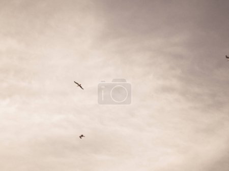 Photo for Birds over the city - Royalty Free Image