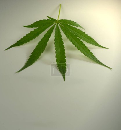 Téléchargez les photos : Feuilles de cannabis vert sur fond blanc - en image libre de droit