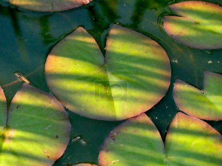 Photo for A pond with water lily leaves in sun and shadow - Royalty Free Image