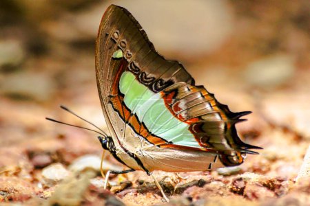 Téléchargez les photos : Polyura athamas athamas dans la nature - en image libre de droit