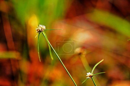 Foto de Eriocaulon henryanum Ruhle en la naturaleza. Hermoso fondo floral - Imagen libre de derechos
