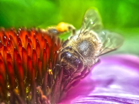 Téléchargez les photos : Gros plan d'une abeille domestique sur une fleur d'échinacée rose - en image libre de droit