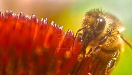 Téléchargez les photos : Gros plan d'une abeille domestique sur une fleur d'échinacée rose - en image libre de droit