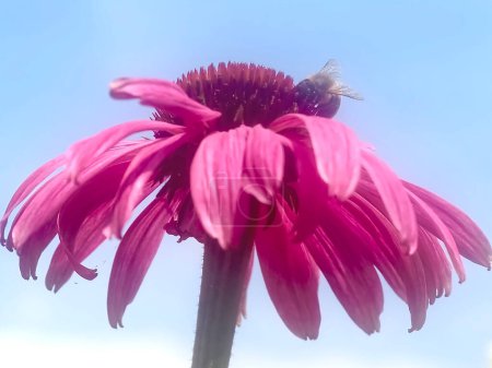 Foto de Primer plano de una abeja melífera sobre una flor rosa de equinácea - Imagen libre de derechos
