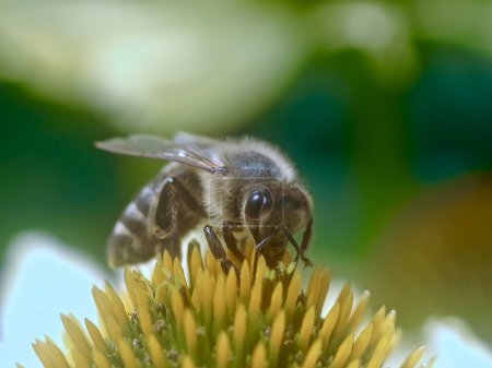 Téléchargez les photos : Gros plan d'une abeille domestique sur une fleur d'échinacée jaune - en image libre de droit