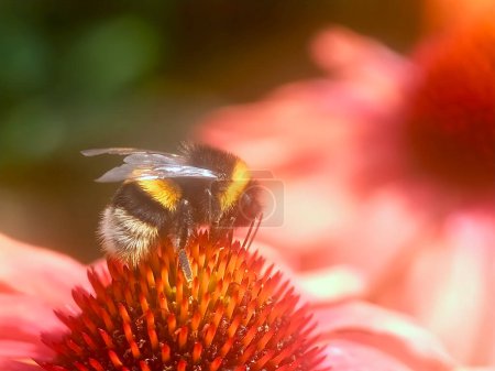 Foto de Primer plano de una abeja melífera sobre una flor rosa de equinácea - Imagen libre de derechos