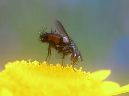 Téléchargez les photos : Interesting macro of a fly on a yellow flower - en image libre de droit