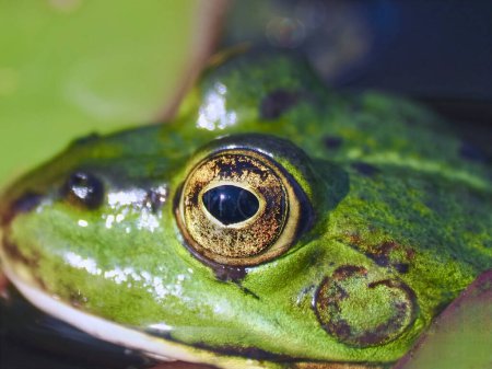 Photo for Macro of the yellow eyes of a Small green water frog - Royalty Free Image
