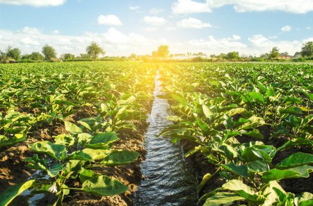 Photo for An irrigation water canal passes through the eggplant plantation. Caring for plants, growing food. Agriculture and agribusiness. Conservation of water resources and reduction pollution. Watering - Royalty Free Image