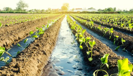 Photo for Water flows through irrigation canals on a farm eggplant plantation. Caring for plants, growing food. Agriculture and agribusiness. Conservation of water resources and reduction pollution. - Royalty Free Image