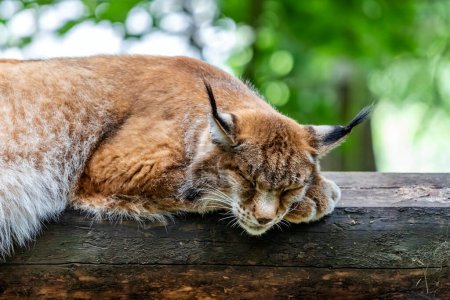 Téléchargez les photos : "Portrait de lynx endormi en forêt verte avec tronc d'arbre. - en image libre de droit