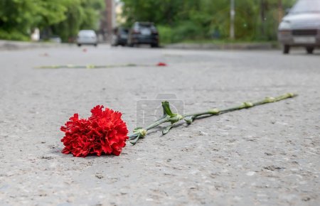 Téléchargez les photos : Une fleur d'oeillet rouge est couchée dans la rue sur l'asphalte de la route - en image libre de droit