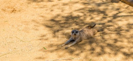 Téléchargez les photos : Jeune Meerkat dans la nature sauvage pendant la journée - en image libre de droit