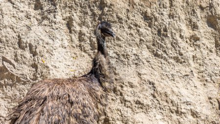 Téléchargez les photos : Emu (Dromaius novaehollandiae). Animaux sauvages
. - en image libre de droit