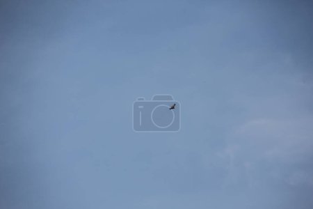 Téléchargez les photos : Cercles d'oiseaux de proie dans le ciel sans nuages - en image libre de droit