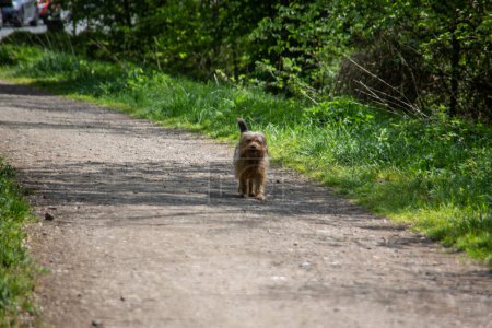 Photo for Stray dog as a hybrid on a forest road - Royalty Free Image