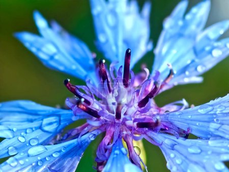 Foto de Macro of a blue cornflower with rain drops - Imagen libre de derechos