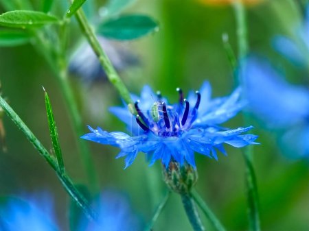 Téléchargez les photos : Macro of a blue cornflower with rain drops - en image libre de droit