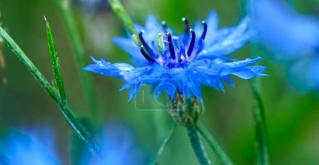 Foto de Macro de aciano azul con gotas de lluvia - Imagen libre de derechos