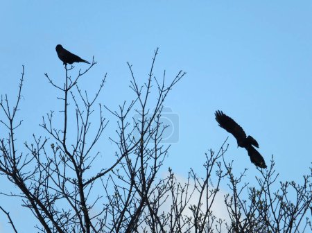 Téléchargez les photos : Deux corbeaux charognards en silhouette avec un volant et un perché dans les branches contre un ciel bleu printanier - en image libre de droit