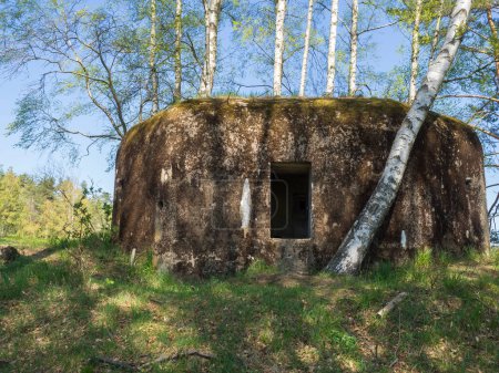 Foto de Abandonado búnker de hormigón de la Segunda Guerra Mundial Ropik en el bosque de abedules en las montañas lusitian cerca de la República Checa Alemania fronteras - Imagen libre de derechos