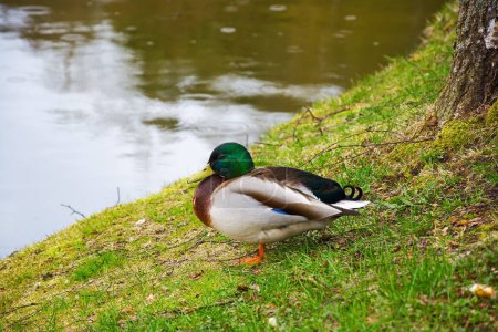 Téléchargez les photos : Canard assis au bord du lac par temps de pluie - en image libre de droit
